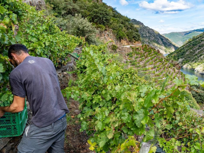 Vendimia en la Ribeira Sacra