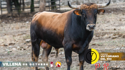 Novillo de Victoriano del Río