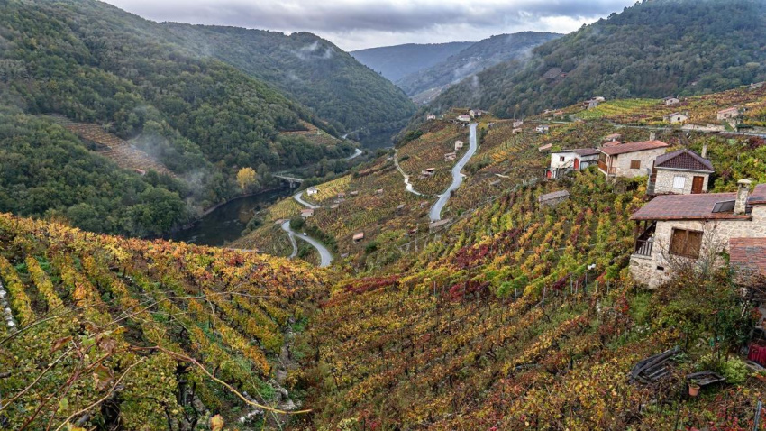 Los viñedos en la Ribeira Sacra están dispuestos en bancales