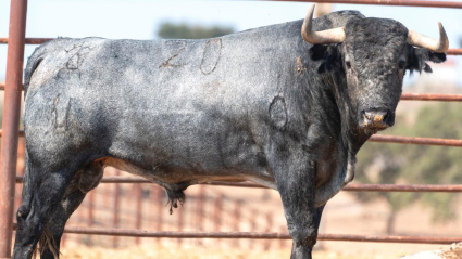 Toro de Victorino Martín reseñado para Jaén