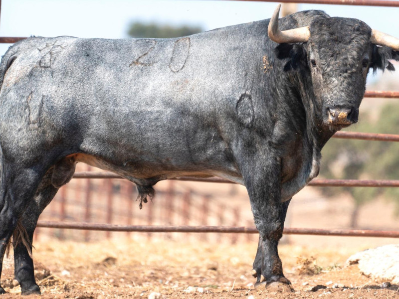 Toro de Victorino Martín reseñado para Jaén