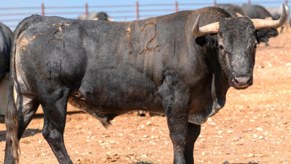 Toro de Victorino Martín reseñado para Jaén