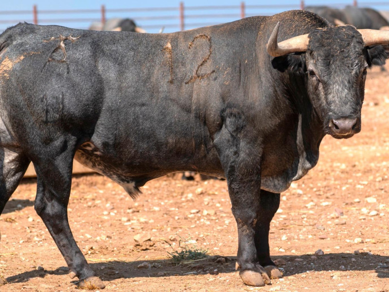 Toro de Victorino Martín reseñado para Jaén