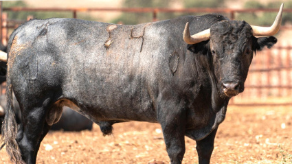 Toro de Victorino Martín reseñado para Jaén