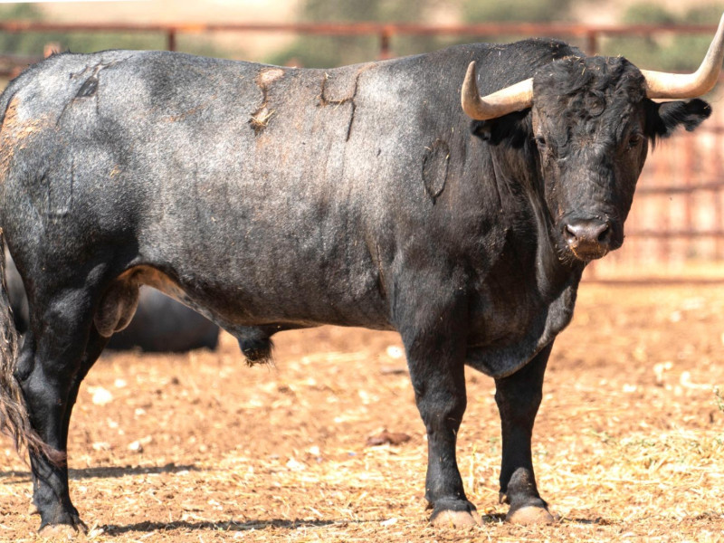 Toro de Victorino Martín reseñado para Jaén