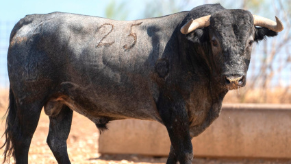 Toro de Victorino Martín reseñado para Jaén