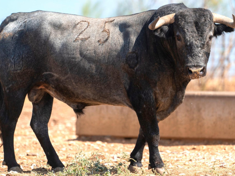 Toro de Victorino Martín reseñado para Jaén