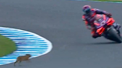 Conejo sesión MotoGP con Jorge Martín