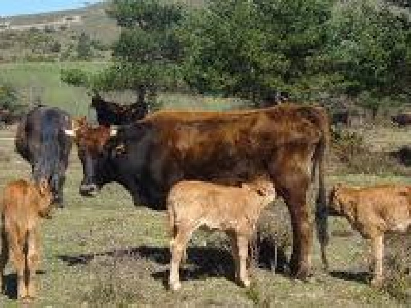 Vacas terreñas en Montaña Alavesa