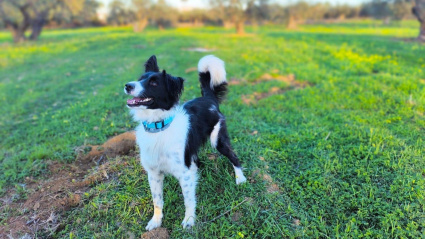 Bowi pasó por las manos del adiestrador Adrián Navarro