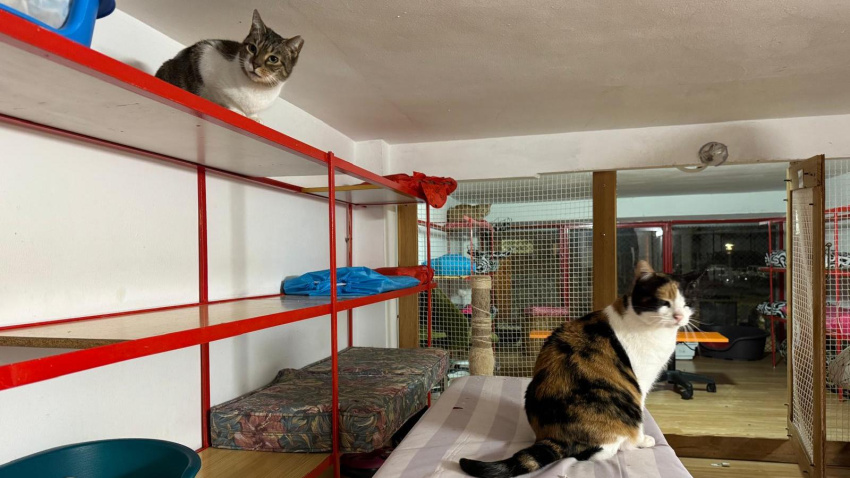 Centro de Adopción 'El gatito óptimo'