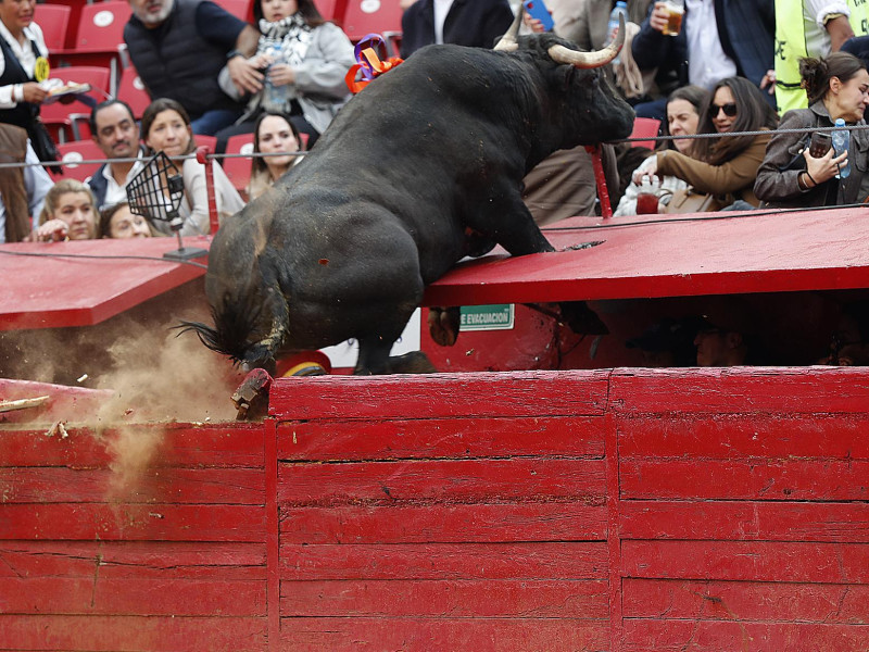 El tercer toro, 'Hechicero', en su salto al callejón de la Monumental de México