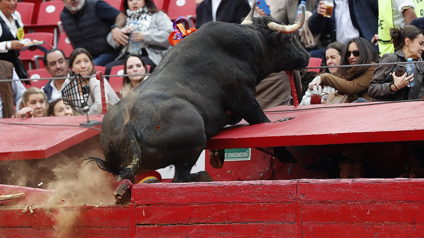 El tercer toro, 'Hechicero', en su salto al callejón de la Monumental de México
