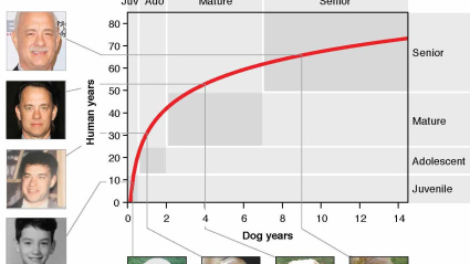 Este es el gráfico real para calcular la edad de tu perro