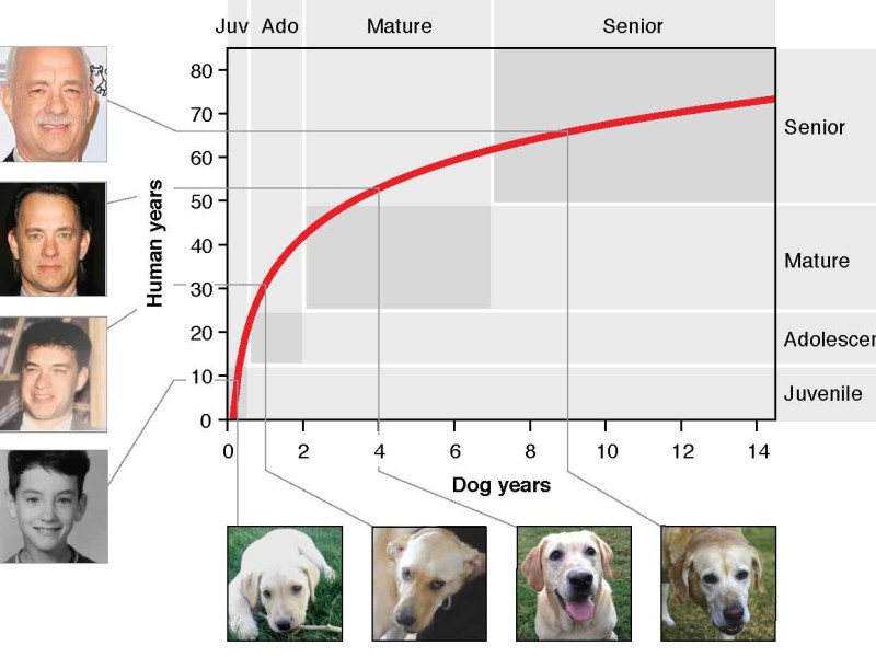 Este es el gráfico real para calcular la edad de tu perro