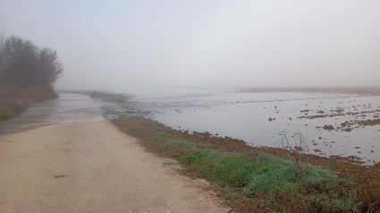 Plantación de espárrago verde inundada
