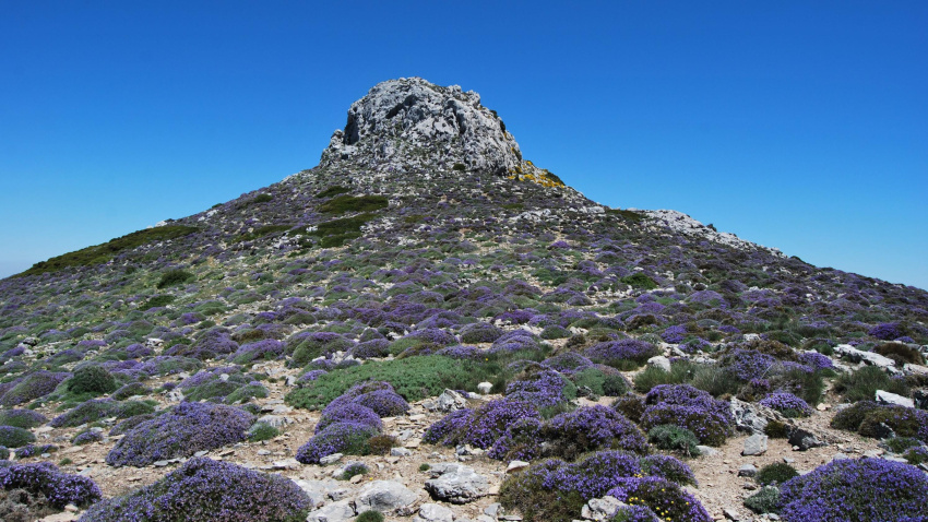 Piornales almohadillados de alta montaña en floración
