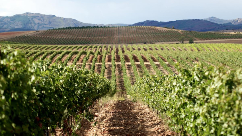 El proyecto vitivinícola de Río Negro desafía los límites del cultivo de la vid