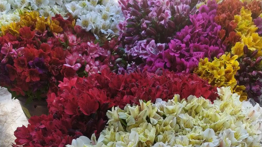 Flor Cortada Costa Noroeste