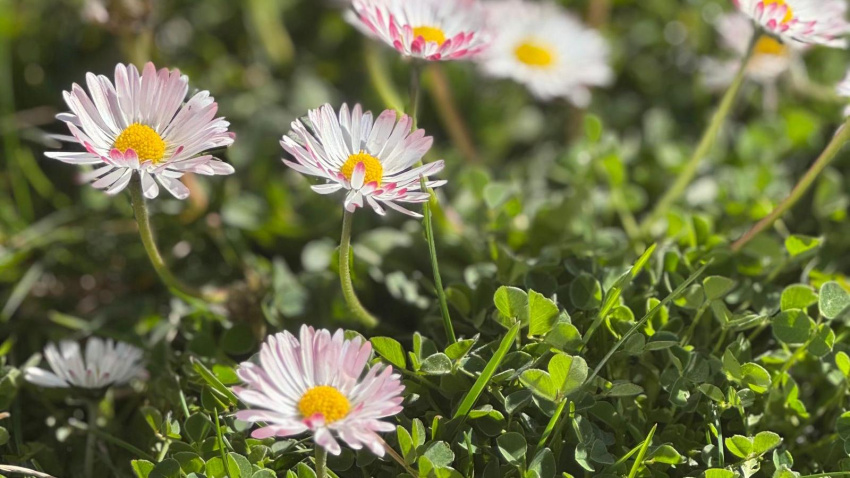 La primavera, la peor época para los alérgicos. Escúchalo aquí