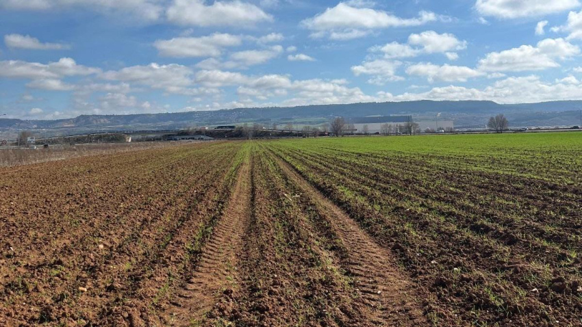 Cultivos dañados por la plaga de conejos en Guadalajara