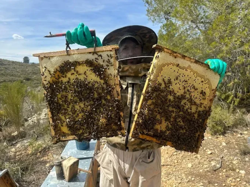 Proceso de creación de la miel de Apiberia