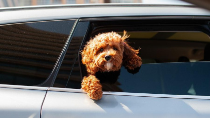 Viajar con tu mascota este verano: todo lo que necesitas saber para un trayecto seguro y tranquilo