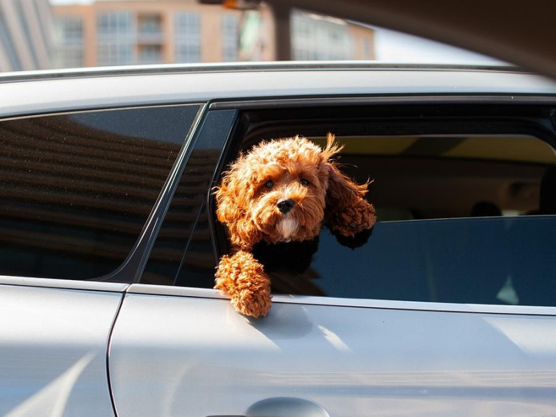 Viajar con tu mascota este verano: todo lo que necesitas saber para un trayecto seguro y tranquilo