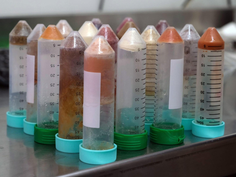Tubos de ensayo con algas clasificadas en su interior