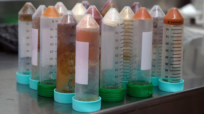 Tubos de ensayo con algas clasificadas en su interior