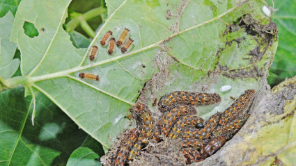 Una plaga de larvas atacando las hojas de un cultivo