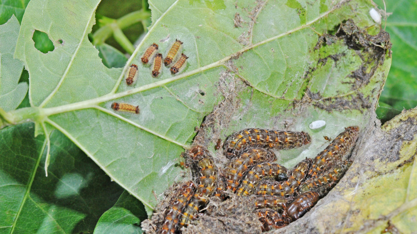 Una plaga de larvas atacando las hojas de un cultivo