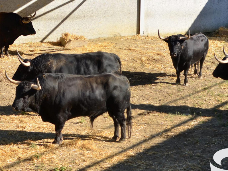 Los toros de Fuente Ymbro ya están en los Corrales del Gas
