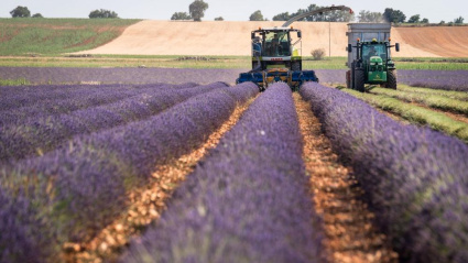 Cosecha de los campos de lavanda de Alcarria Flora