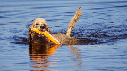 Perro adiestrado para salvamento marítimo