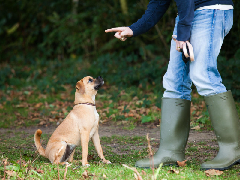 Una entrenadora adiestrando a un cachorro