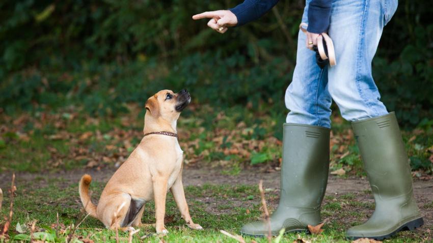 Una entrenadora adiestrando a un cachorro