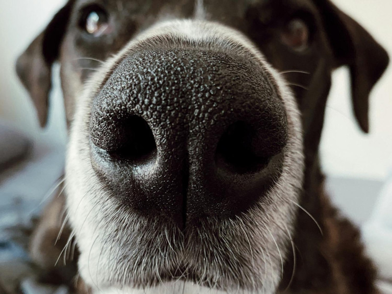 La nariz de los perros y sus casi 300 millones de receptores olfativos