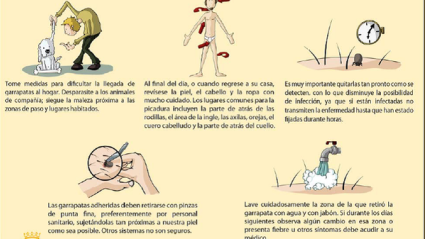 ¿Cómo actuar ante la picadura de una garrapata?