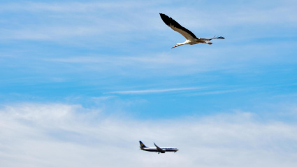 Un ave volando con un avión de fondo