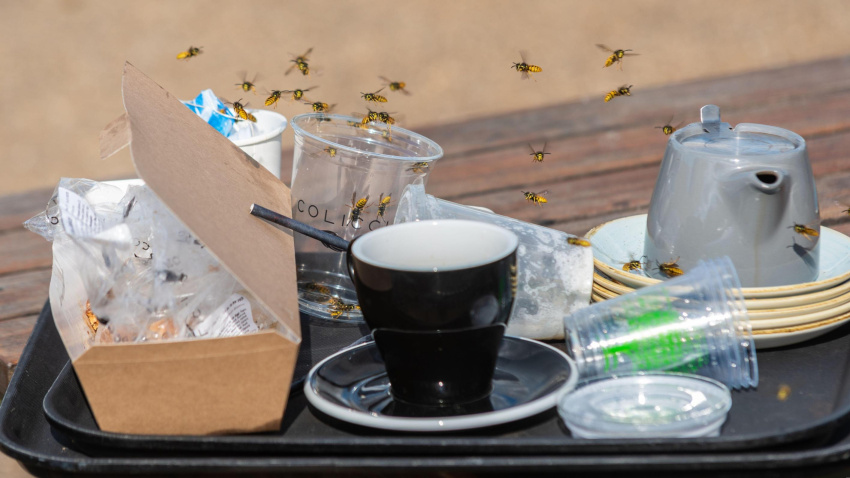 Avispas atraídas por los restos de una comida al aire libre