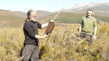 El presidente de la Fundación Oso Pardo, Guillermo Palomero, y técnico de proyecto Life Osos con Futuro realizan plantaciones de árboles para mejorar la base de la alimentación del oso pardo en un contexto de cambio climático.