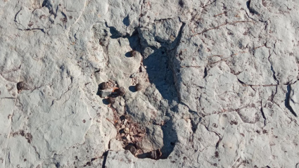 Huella fósil de rauisuquio en la roca de hace más de 240 millones de años en Los Arroturos