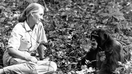 La científica británica del comportamiento Jane Goodall con sus chimpancés.