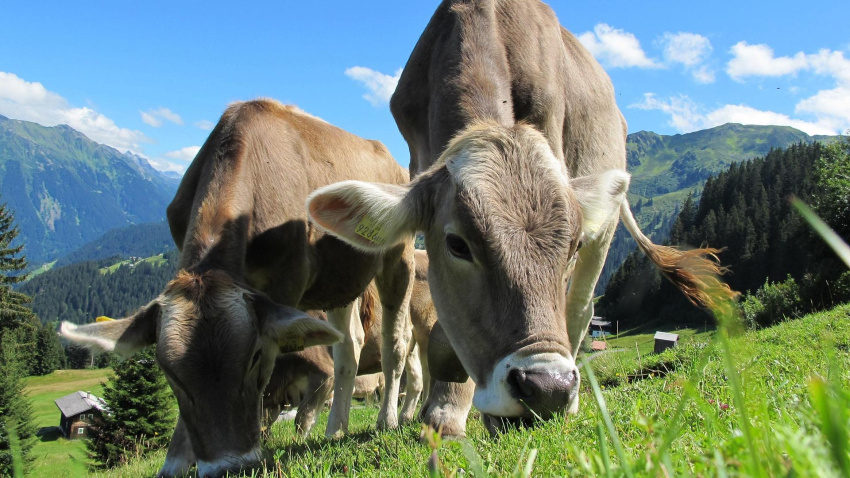 La Dermatosis Nodular Contagiosa es una enfermedad vírica que hasta ahora no se había registrado en España
