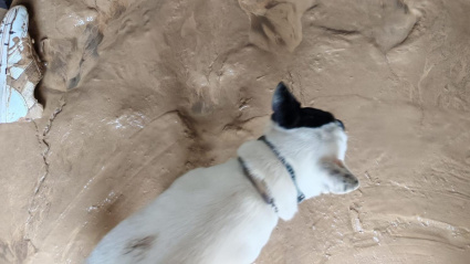 El perrito de María también se salvó de la dana