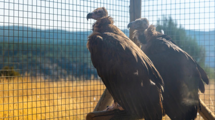 Suelta de 16 buitres negros en Guadalajara