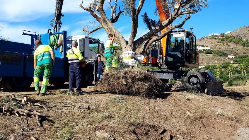 Se da un nuevo hogar a unos veinte olivos centenarios en Almuñécar