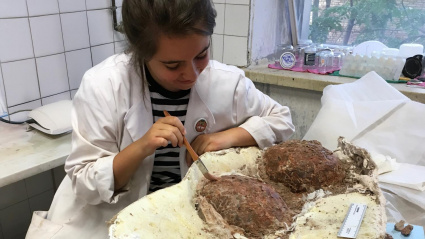 Tratamiento de los huesos de titanosaurios encontrados