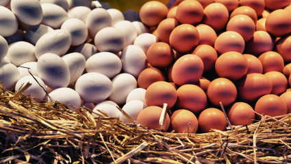 Imagen de recurso de huevos en una granja